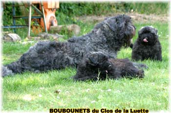 bouvier des flandres photo chiot - Elevage Clos Luette -  COPYRIGHT DEPOSE